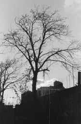 Building and tree near Fox St. and Hoe Ave., Bronx