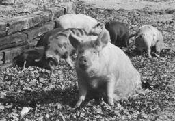 Pigs at the Malibu Dude Ranch