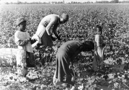 Black woman and young girls picking cotton