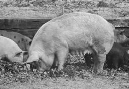 Pigs at the Malibu Dude Ranch