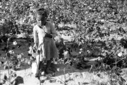 Young barefoot black girl puts picked cotton into her sack