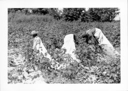 Young Black girls pick cotton into long sacks
