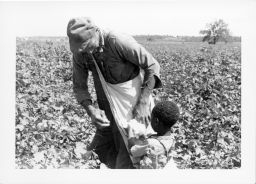 A Black man and young boy picking cotton. From the image: "Cotton picking was a family affair." "Neighbors of the Lawrences"