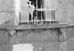 Dog in window, filming of an unidentified documentary