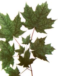 Malnutrition of Acer saccharum.