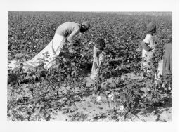 Black workers pick cotton