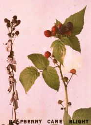 Leptosphaeria coniothyrium, cane blight of raspberry.
