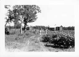 Farm workers walk along a dirt road running past cotton fields and houses at the Delta Cooperative.