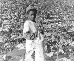 Image verso says: "Child labor in the cotton fields."  A young Black girl fills a cotton sack