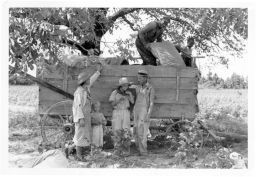 A Black man and boy empty a cotton sack into a wagon while four people, possibly including Sylvia Lawrence, stand along side it
