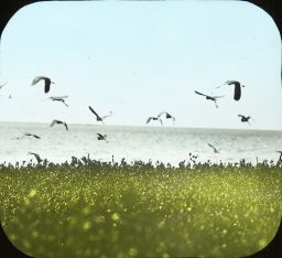 Louisiana Herons [Tricolored Herons] Rising, Dutcher's Island, Louisiana