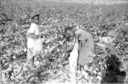 Two young Black girls pick cotton into their sacks