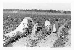 Family of cotton pickers moving up a row