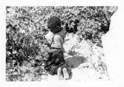 A barefoot Black boy kneels to pick cotton