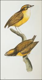 Platyrhynchus cancromus. fem.: Short-tailed Flatbill