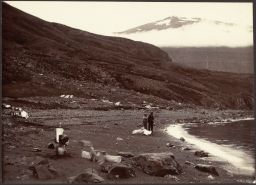 The remnants of whale, Seyðisfjörður 