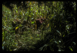 mahilaharu makai barima kodo rapadai (महिलाहरु मकै बारीमा कोदो रोप्दै / Women Planting Millet in the Maize Field)