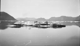 Icebergs, Glacier Bay