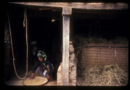 mahila dhan nifandai (महिला धान निफन्दै / A Woman Winnowing Rice Grains)