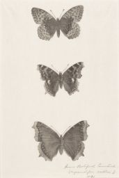 Engraving of Three Butterflies