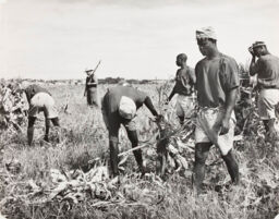 [Prisoners of local jail are used as farm workers while white guard observes, South Africa]