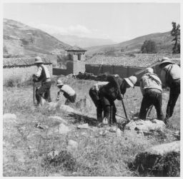 Vicosinos digging in cemetery