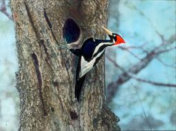 Ivory Billed Woodpecker (No handwritten label)