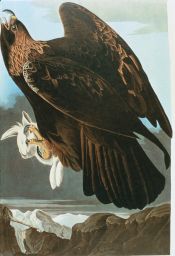 Golden Eagle (Aquila chrysaetos), female adult, [with] Northern Hare / drawn from nature by J.J. Audubon FRS FLS. no 37, Plate. 81.