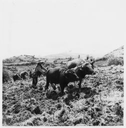 Plowing with ox-drawn plow Avando