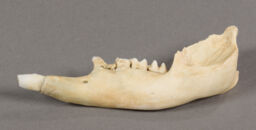 Wallaby jawbone engraving tool