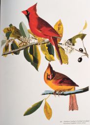 Northern Cardinal [Cardinal Grosbeak]: Passeriformes Fringillidae, Cardinalis cardinalis, 395. Bonap.
