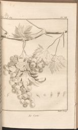 Illustration of a bunch of grapes.