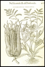 Formento Indiano [Corn] (from Mattioli, Discourses)