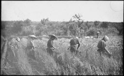 Workers tending a barley field
