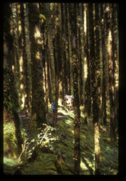 Jungleko bato hidadai (जंगलको बाटो हिड्दै / Walking Along the Forest Trail)