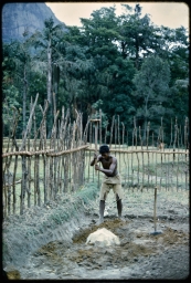 Preparing paddy land for kitchen garden