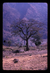 Bishnu Man Tamang  ko Nagini bari ma  raheko Simalko thulo brichhya (बिष्णु मान तामाङ को  नागिनी बारीमा रहेको सिमलको ठुलो वृछ्य / A Gaint Simal Tree Situated in the Field of Bishnu Man Tamang)