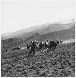 Harvesting potatoes with ox-drawn plows Papas- chullán