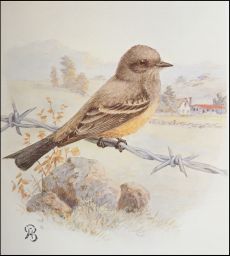 PLATE VIII, Say's Phoebe (Sayornis saya): Water color by Allan Brooks: THE BIRDS OF SAN DIEGO COUNTY