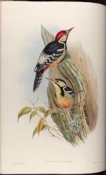 Vol. 6, Plate 16: Picus insularis, Gould (Formosan Spotted Woodpecker)
