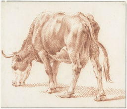 Cattle ulna