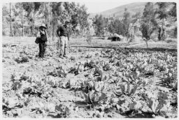 Holmberg and huerta cabbages