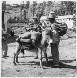 Peddler displays wares loaded on donkey back Chacasino de paso vende gallinas