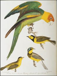 1. Carolina Parrot: 2. Canada Flycatcher: 3. Hooded Flycatcher: 4. Green, black-capt Flycatcher: drawn from Nature by A. Wilson: Engraved by A. Lawson