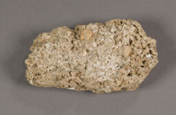 Shellrock rasp stone