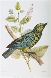 Calliste xanthogastra: The yellow-bellied spotted tanager: Oudart lith.: Lith. Becquet fr. Paris