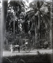Native carriage and Mrs Brill in a coconut grove