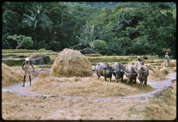 Householders threshing paddy with water buffalo at threshing floor