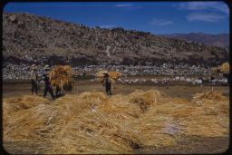 Vicos peasants loading barley