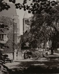 View of Central Avenue with elm trees and students